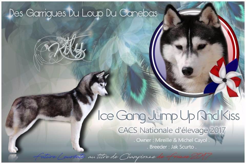 Ice Gang - CAC NATIONALE D ELEVAGE 2017