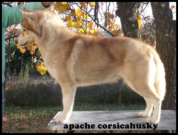 Apache Corsicahusky