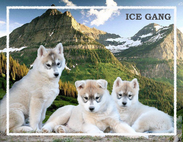 Ice Gang - Siberian Husky - Portée née le 07/10/2011