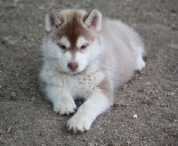Ice Gang - Siberian Husky - Portée née le 28/08/2012