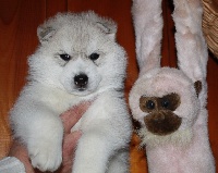 Ice Gang - Siberian Husky - Portée née le 08/03/2013