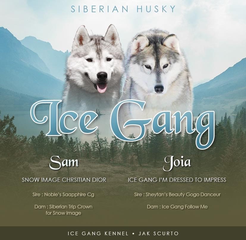chiot Siberian Husky Ice Gang