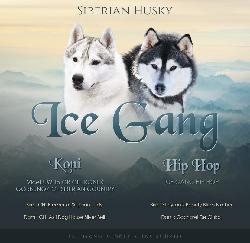 chiot Siberian Husky Ice Gang