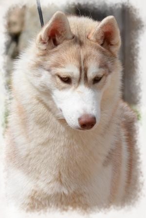 Ice Gang Golden mystery