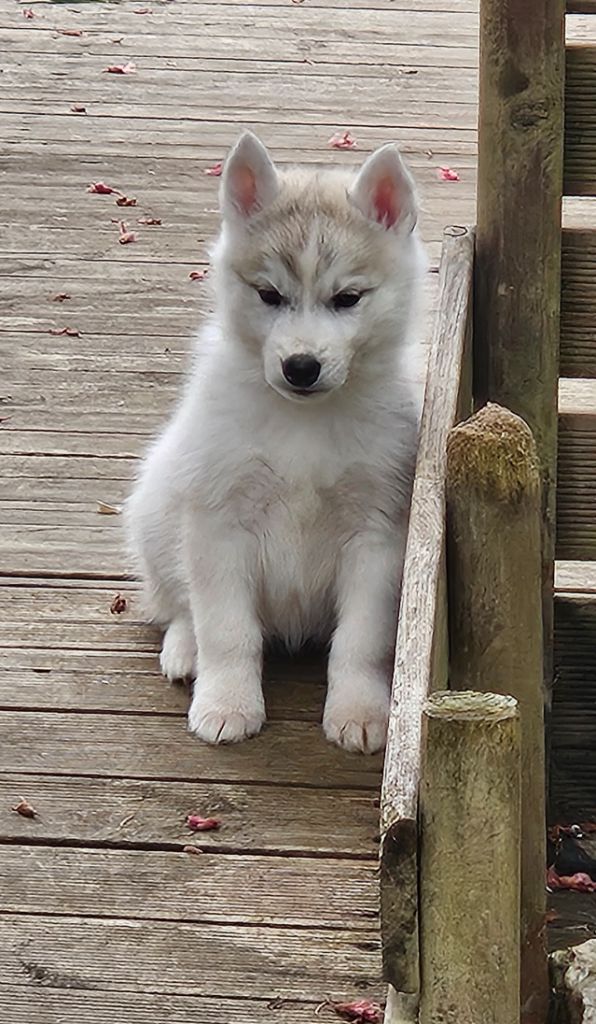 Ice Gang - Chiots disponibles - Siberian Husky