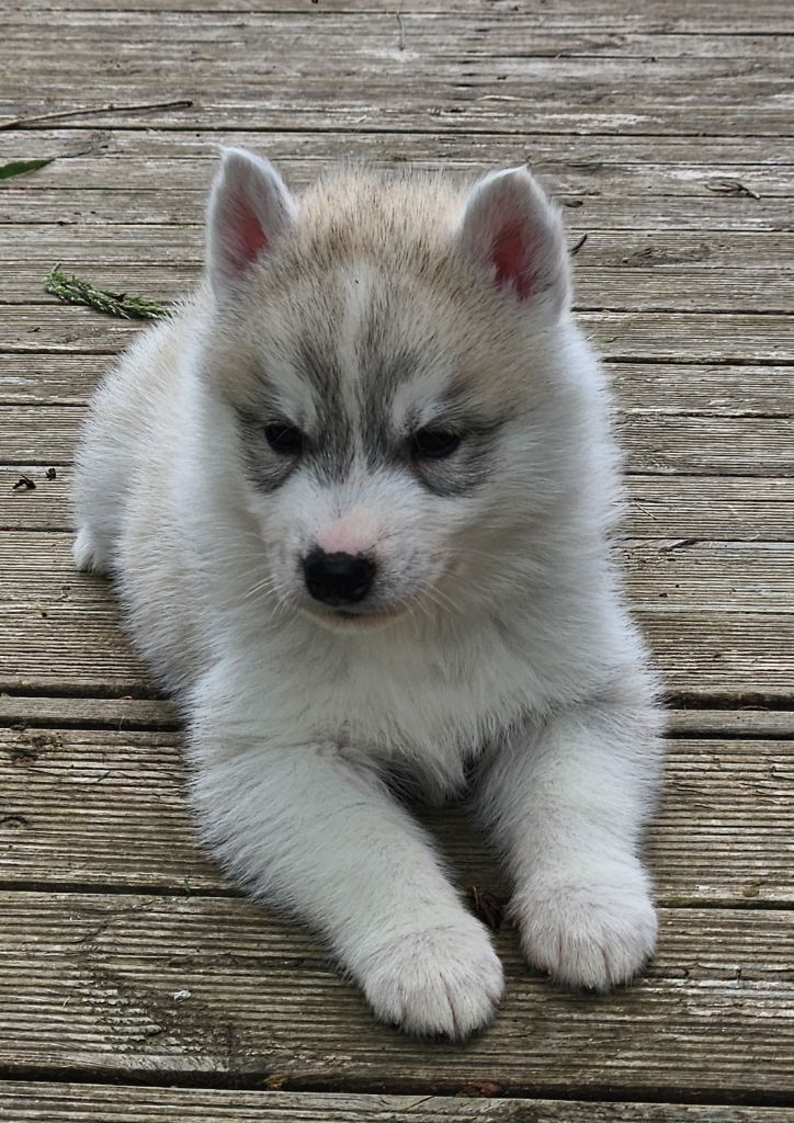 Ice Gang - Chiots disponibles - Siberian Husky