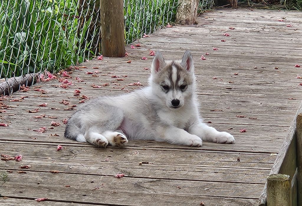 Ice Gang - Chiots disponibles - Siberian Husky