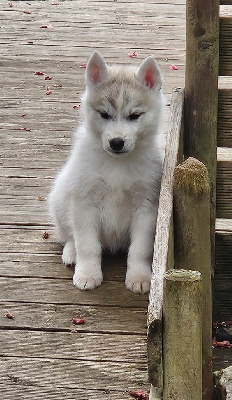 CHIOT 6