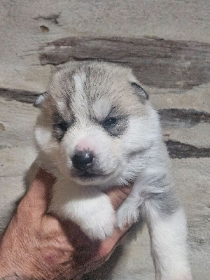CHIOT 3
