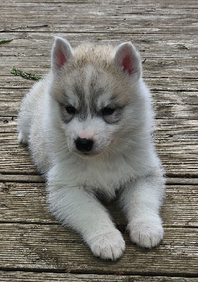 CHIOT 1