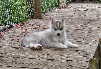 CHIOT 2