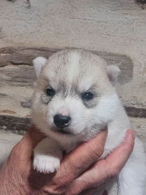 CHIOT 5