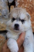 CHIOT