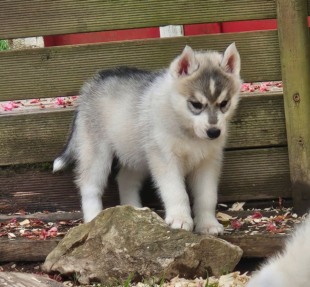 Ice Gang - Chiots disponibles - Siberian Husky