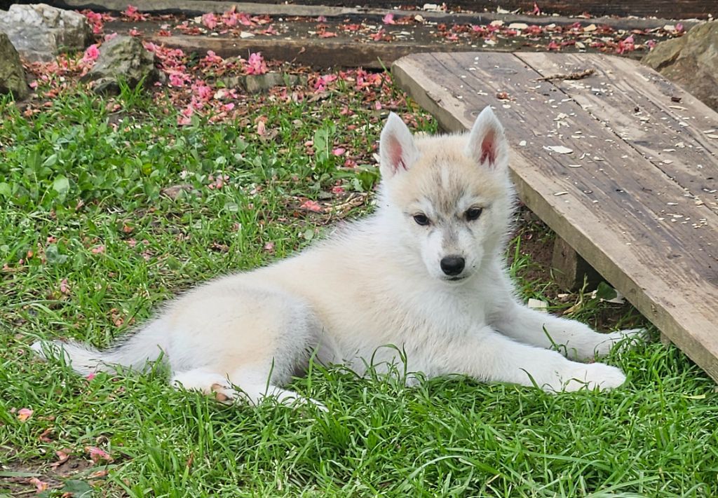 Ice Gang - Chiots disponibles - Siberian Husky